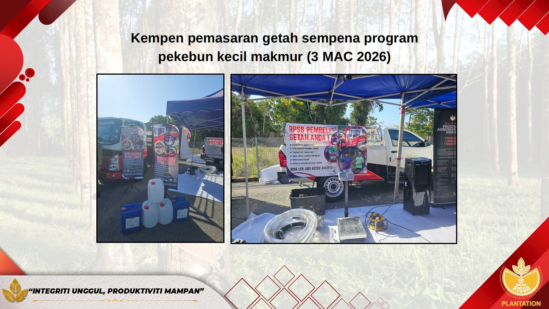 kelapa sawit4