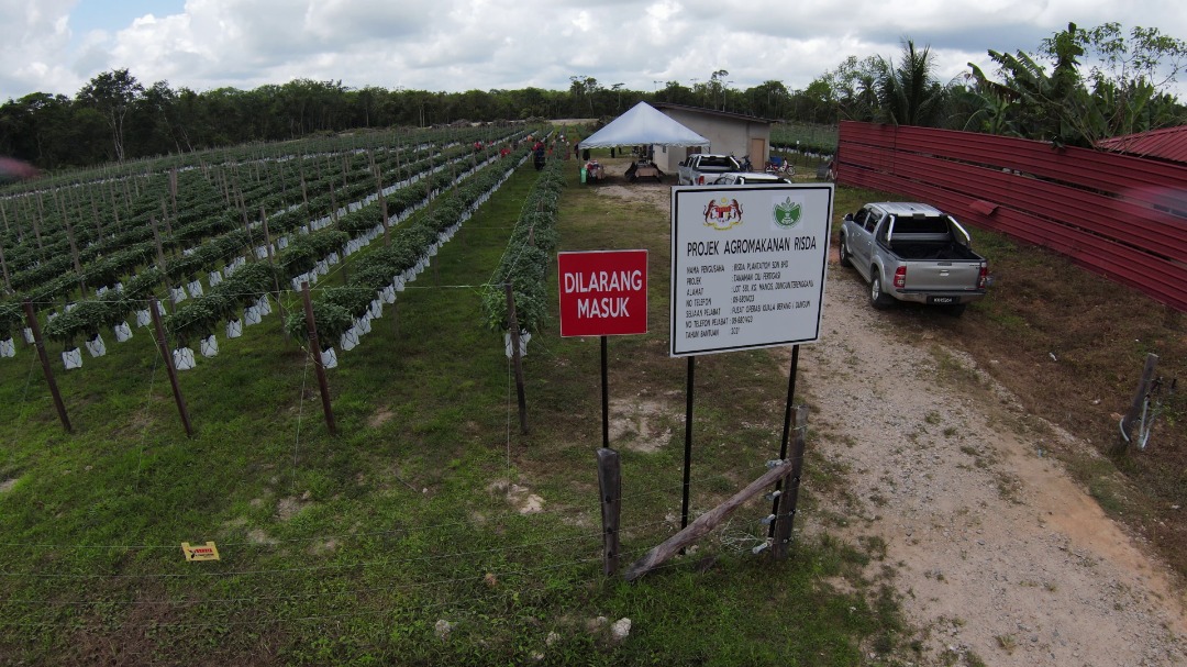 kelapa sawit122