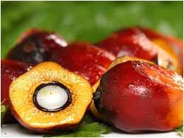 kelapa sawit2